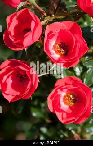 Rose - Linda, miniature, les fleurs rouges Banque D'Images