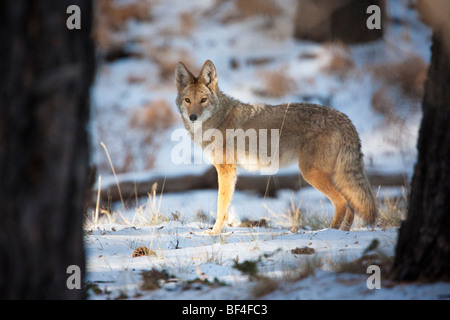 Le Coyote (Canis latrans) dans la neige au lever du soleil, Grand Canyon National Park, North Rim, Arizona, USA Banque D'Images