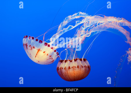 Grandes méduses, mer de l'Atlantique (Chrysaora quinquecirrha Ortie) Banque D'Images