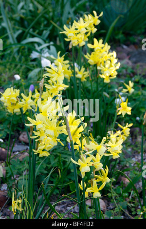 Narcissus 'Hawera' AGM Banque D'Images