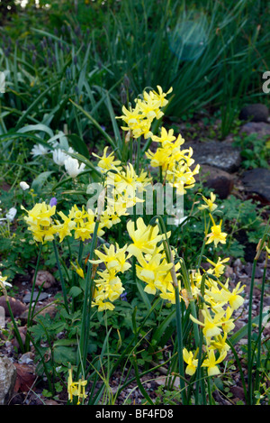 Narcissus 'Hawera' AGM Banque D'Images