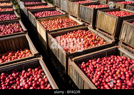 Récolte des pommes dans le Brandebourg, Allemagne, Europe Banque D'Images