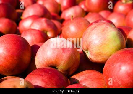 Récolte des pommes dans le Brandebourg, Allemagne, Europe Banque D'Images