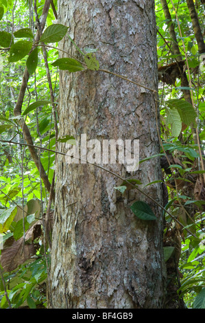 Chlorocardium rodiei (Greenheart) close-up d'Iwokrama Rainforest Reserve écorce bouclier de Guyane Guyane Amérique du Sud Octobre Banque D'Images