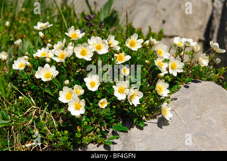 Alpine (Ranunculus alpestris) Banque D'Images