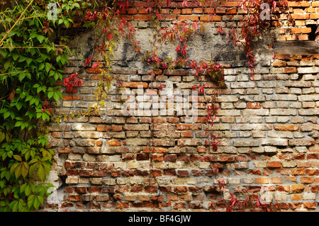 Mur de briques et de vigne vierge ou lierre à cinq feuilles (Parthenocissus quinquefolia) Amalienpassage, Munich, Bavière, Allemagne, Euro Banque D'Images
