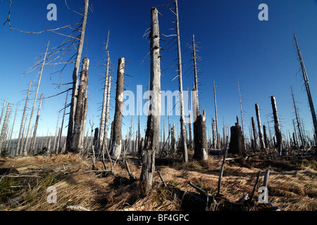 Détruit la forêt dans le Parc National de la Forêt bavaroise (Bavière, Allemagne), ces arbres ont été tués par le bostryche. Banque D'Images