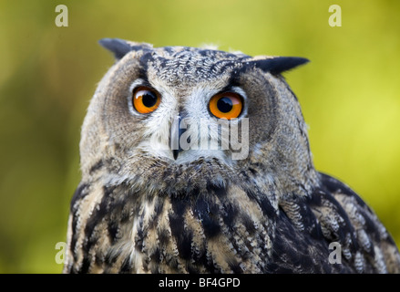 Jeune Grand-duc (Bubo bubo) Banque D'Images