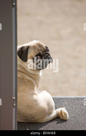 Un jeune pug est assis dans l'embrasure d'une vue directe sur l'épaule Banque D'Images