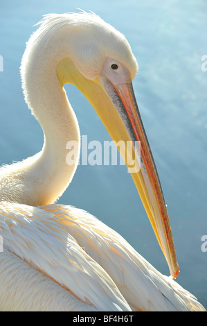 Le pélican blanc (Pelecanus onocrotalus) lissage Banque D'Images