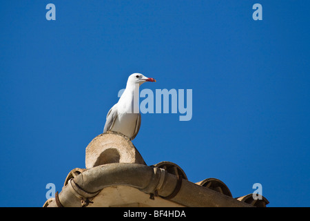 D'Audouin (Larus audouinii) assis sur un toit, Mallorca, Majorque, Espagne, Europe Banque D'Images