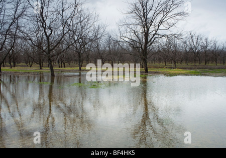 Agriculture - pecan orchard inondées après de fortes pluies de janvier / près de Corning, Californie, USA. Banque D'Images