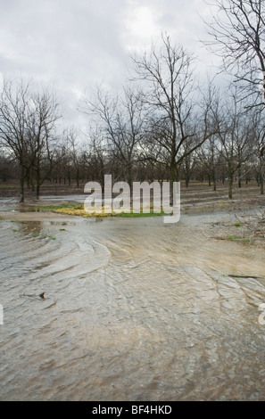Agriculture - pecan orchard inondées après de fortes pluies de janvier / près de Corning, Californie, USA. Banque D'Images