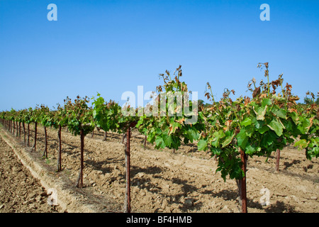 Agriculture - lourdement endommagé le feuillage de la vigne causée par un gel de printemps inhabituel / près de Orland, Californie, USA. Banque D'Images