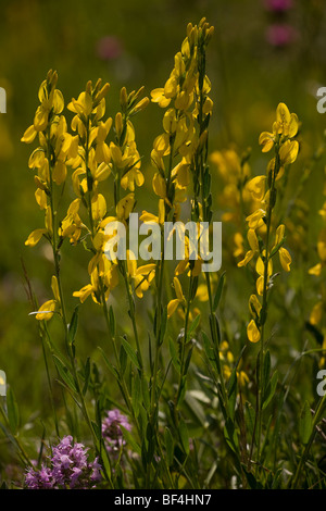 Dyer's Greenweed, Genista tinctoria dans vieille prairie Banque D'Images