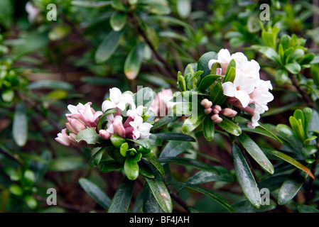 Daphne x transatlantica 'Blafra' éternelle (parfum) Banque D'Images