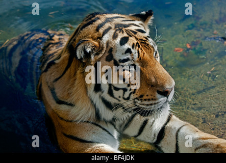 Amur Tiger (Panthera tigris altaica) in pool Banque D'Images