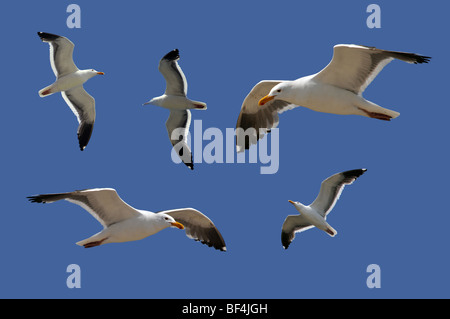 Mouettes assortis isolé sur un ciel bleu Banque D'Images