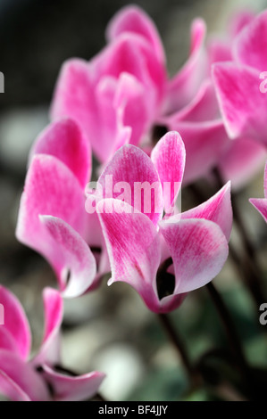 La sierra de cyclamens hybrides F1 mixte marbré rose vivace fleurs fleur fleur de ressort Banque D'Images