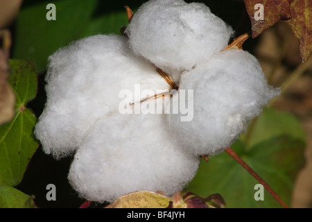 Agriculture - Closeup of a mature 4-lock boll coton / nord de la Californie, USA. Banque D'Images