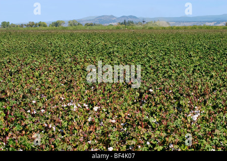 Agriculture - Domaine de la maturité du coton à l'étape de la défoliation montrant de nombreuses capsules ouvertes / nord de la Californie, USA. Banque D'Images