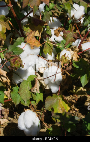 Agriculture - Closeup of mature coton au stade de défoliation montrant entièrement ouverte / fruits de la Californie du Nord, USA. Banque D'Images