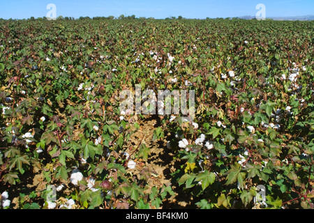 Agriculture - Domaine de la maturité du coton à l'étape de la défoliation montrant de nombreuses capsules ouvertes / nord de la Californie, USA. Banque D'Images