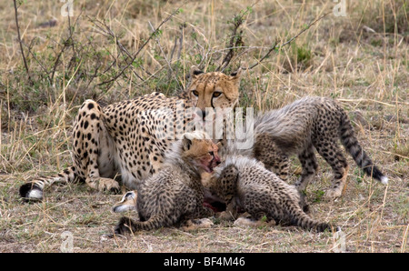 L'alimentation de la famille guépard Banque D'Images