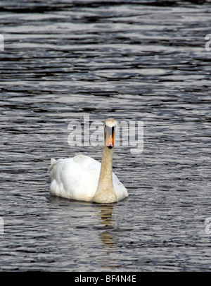 Mute swan (Cygnus olor) sur un lac. Banque D'Images