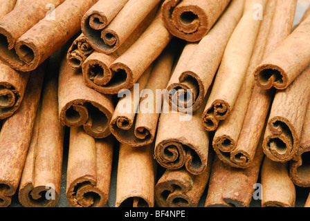 Les couvercles de la cannelle. Cinnamomum zeylanicum. Banque D'Images