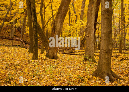 La couleur en automne. Starved Rock State Park, Illinois Banque D'Images