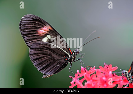 Postman Butterfly (Heliconius melpomene), l'Amérique du Sud Banque D'Images
