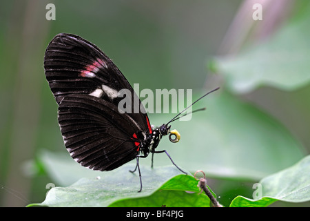 Postman Butterfly (Heliconius melpomene), l'Amérique du Sud, la consommation de nectar recueillie de son tronc Banque D'Images