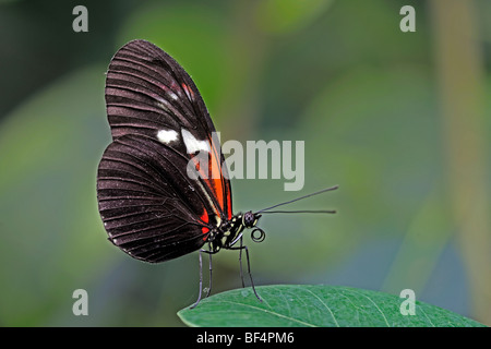 Postman Butterfly (Heliconius melpomene), l'Amérique du Sud Banque D'Images