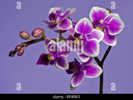 Orchidée Phalaenopsis rose et blanc (espèce d'Orchidée) Banque D'Images