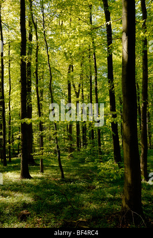 Printemps dans un charme (Carpinus betulus) Forêt Banque D'Images