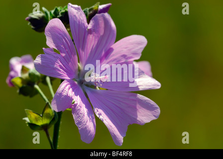 Mauve commune (Malva sylvestris) Banque D'Images