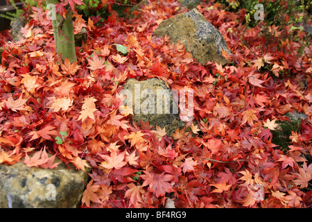 Japanese maple tree (japonicum) Aereum orangle-rouge vif avec des feuilles en automne Banque D'Images