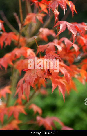 Japanese maple tree (japonicum) Aereum orangle-rouge vif avec des feuilles en automne Banque D'Images