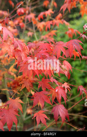 Japanese maple tree (japonicum) Aereum orangle-rouge vif avec des feuilles en automne Banque D'Images