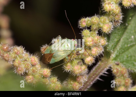 Bug de la capside (Lygocoris lucorum : Miridae) se nourrissent de graines d'ortie (Urtica dioica), Royaume-Uni. Banque D'Images