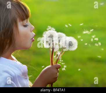 Peu belle girl blowing dandelion sur le pré au coucher du soleil Banque D'Images