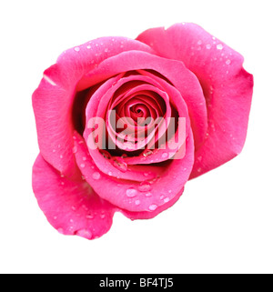 Rose rose isolated on white Banque D'Images