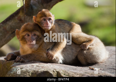 La mère et le bébé singe de Barbarie Banque D'Images