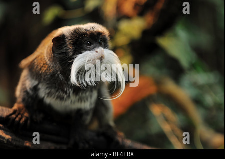 Mignon tamarin empereur (Saguinus imperator) Banque D'Images