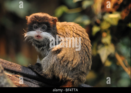 Mignon tamarin empereur (Saguinus imperator) Banque D'Images