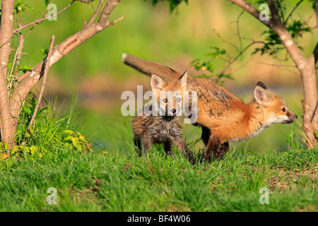 Le renard roux (Vulpes vulpes). Deux oursons jouant. Banque D'Images