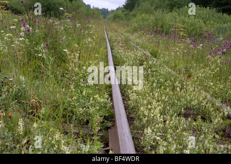 Rail track cachée par l'herbe, envahi par la Russie Banque D'Images