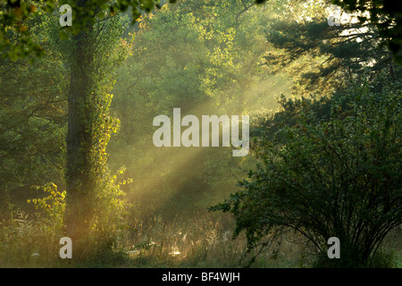 L'humeur du matin dans une forêt, l'Allemagne, de l'Europe Banque D'Images