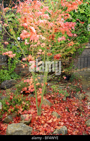 Japanese maple tree (japonicum) Aereum orangle-rouge vif avec des feuilles en automne Banque D'Images